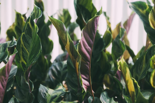 Photo close-up of fresh leaves on plant