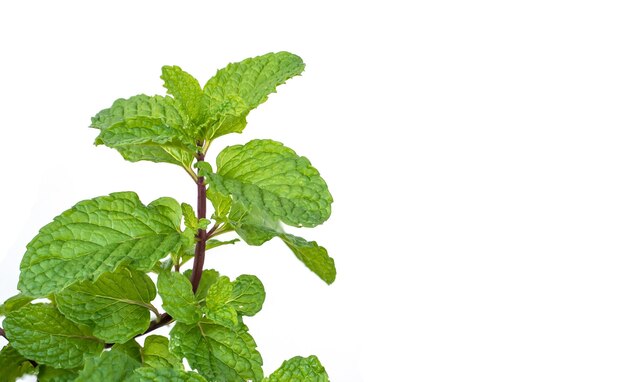 白い背景の新鮮な薄荷の葉のクローズアップ
