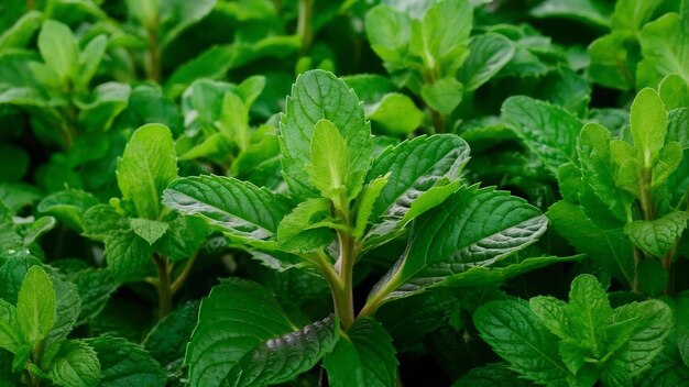 Close up of fresh mint leaves