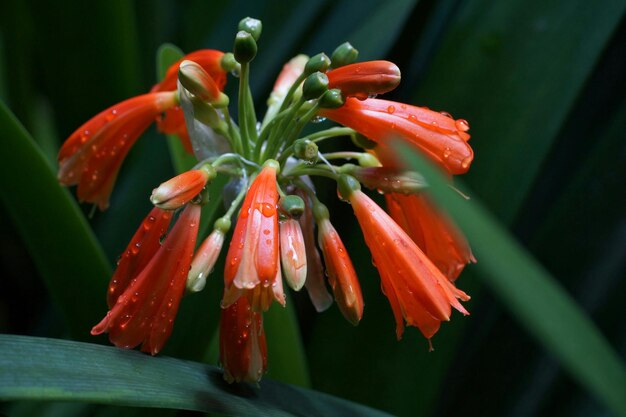 新鮮なオレンジの花のクローズアップ