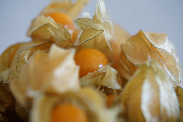 Foto close-up di frutta d'arancia fresca su sfondo bianco