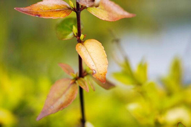 Close-up of fresh orange leaves on tree