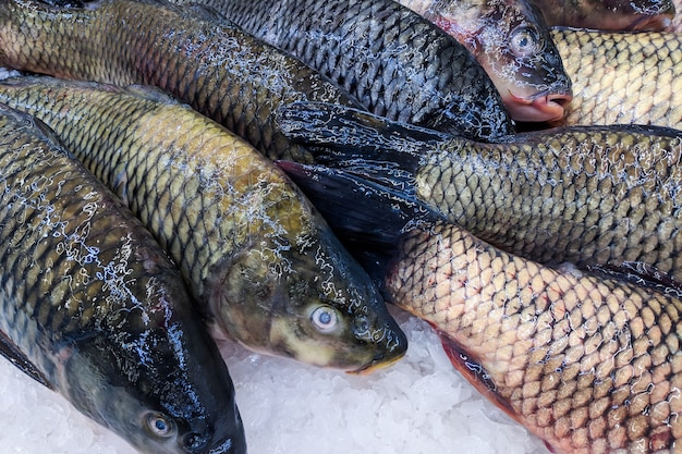 Chiuda su, carpa fresca dei pesci organici su ghiaccio sul mercato di prodotti freschi