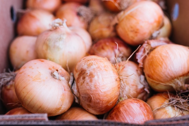 Photo close-up of fresh organic onions