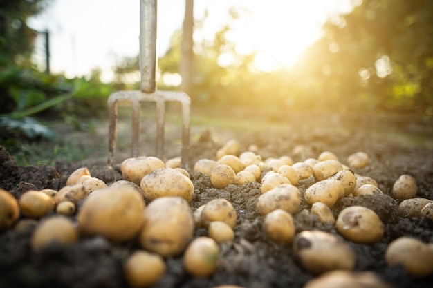 Close up of fresh organic potatoes in the field agriculture concept