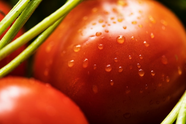 Photo close up of fresh organic tomatoes