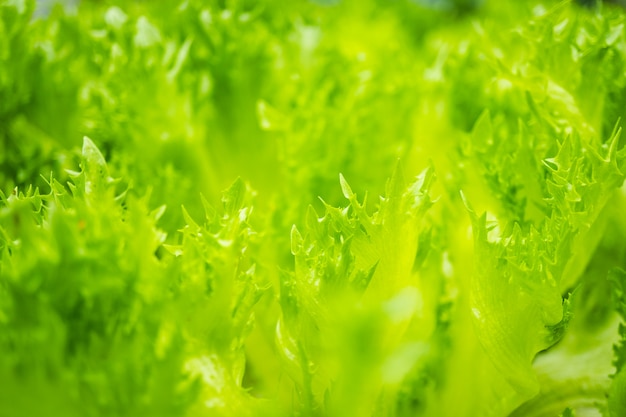 Close up of  fresh organic vegetable for agricultural design