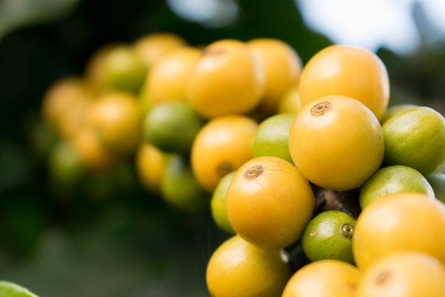 Photo close up of fresh organic yellow raw and ripe coffee cherry beans