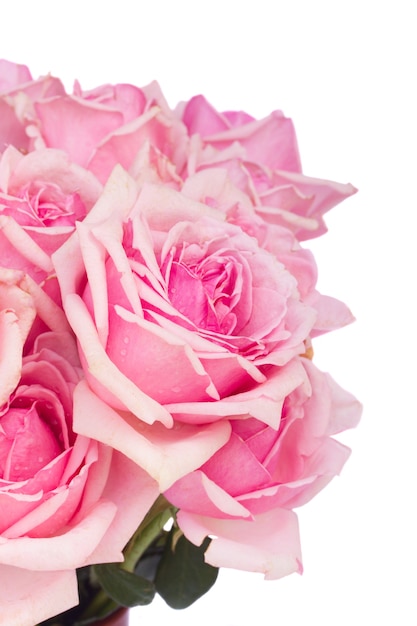 Крупным планом свежие розовые цветущие розы, изолированные на белом фоне