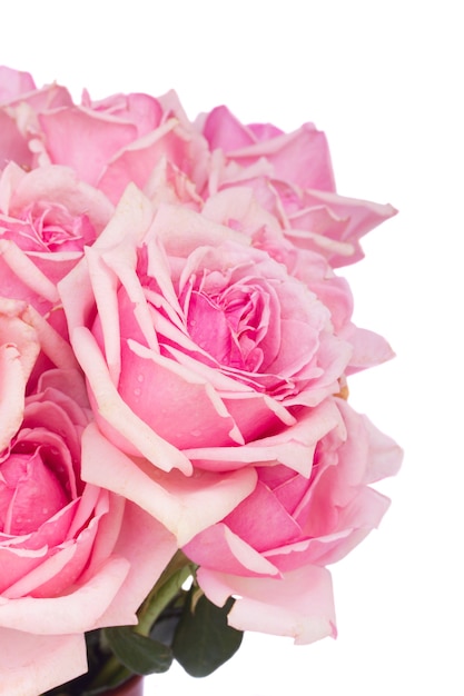 Close up of fresh pink blooming roses isolated on white background