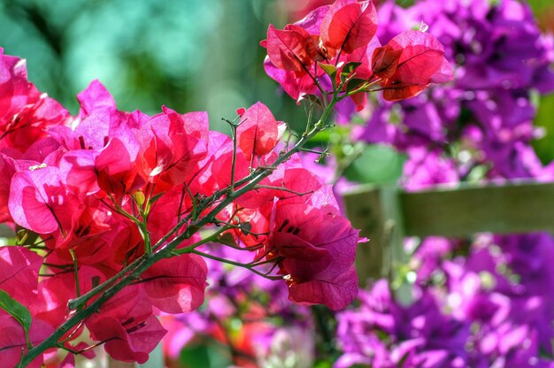 Photo close-up of fresh pink bougainvillea