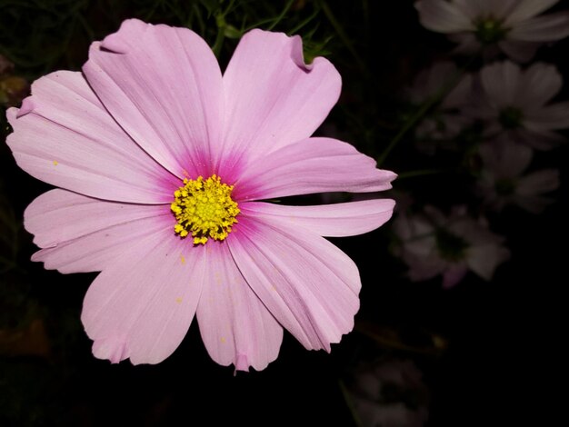 新鮮なピンクの宇宙花のクローズアップ