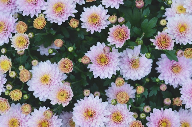 Close-up of fresh pink dahlia flowers blooming in garden