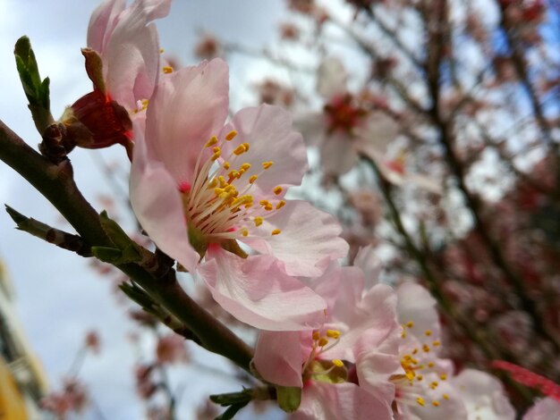 Close-up of fresh pink flower tree