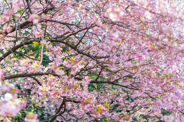 Photo close-up of fresh pink flower tree