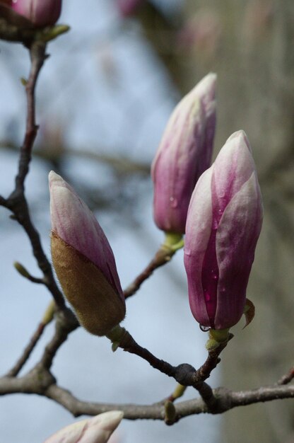 Photo close-up of fresh pink flower tree