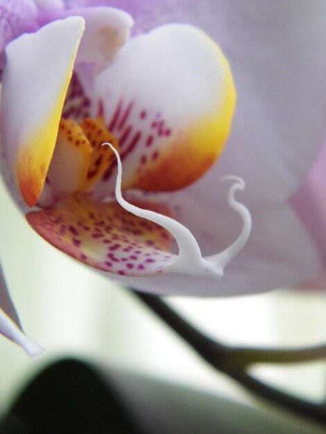 Photo close-up of fresh pink flower with coffee cup