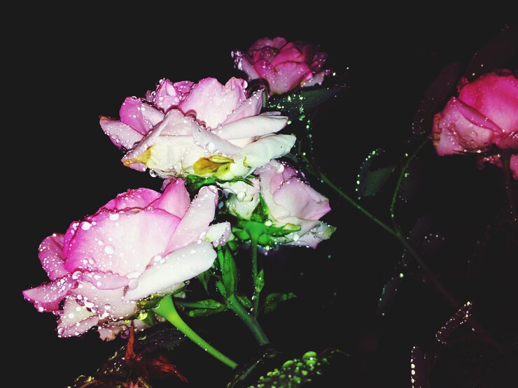 Photo 밤 에 물방울 이 떨어지는 신선 한 분홍색 꽃 의 클로즈업
