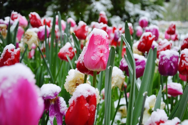 Close-up of fresh pink flowers in bloom