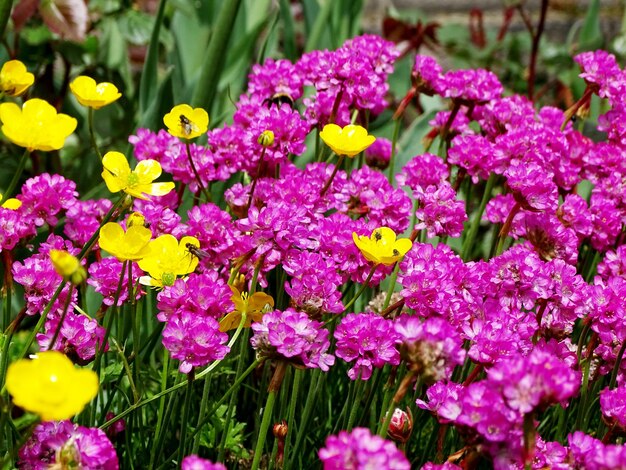 Close-up of fresh pink flowers blooming in garden