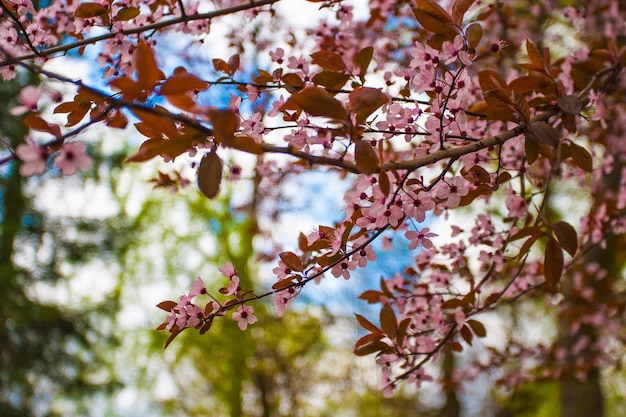 Close-up of fresh pink flowers blooming in garden