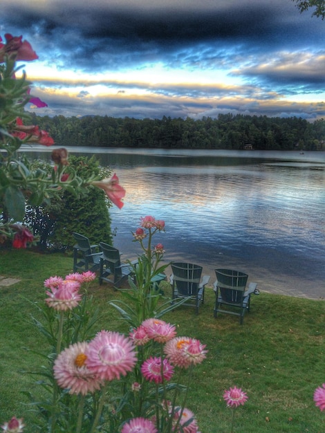 Foto close-up di fiori rosa freschi che fioriscono sulla riva del lago