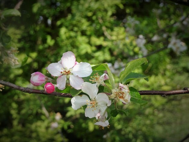 Close-up of fresh pink flowers blooming on tree