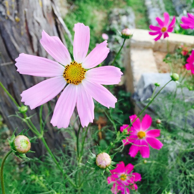 Close-up of fresh pink flowers and buds in bloom