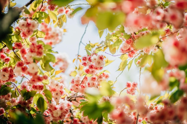 Photo close-up of fresh pink flowers on tree