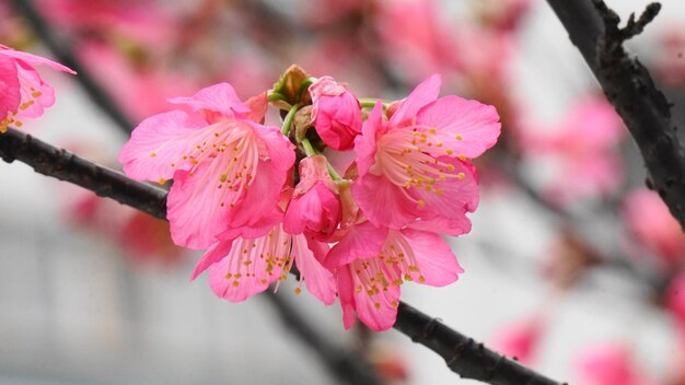 Close-up of fresh pink flowers on tree