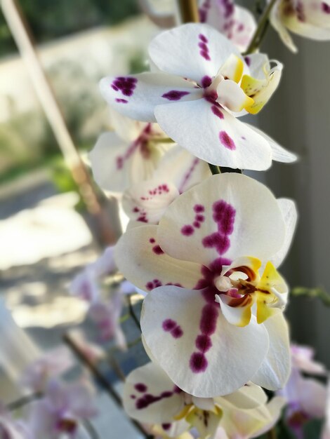 Foto prossimo piano di fiori rosa freschi