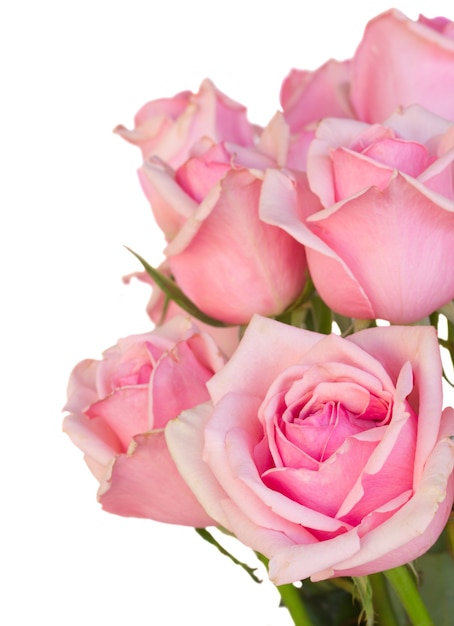 Close up  of fresh pink garden roses  isolated on white background