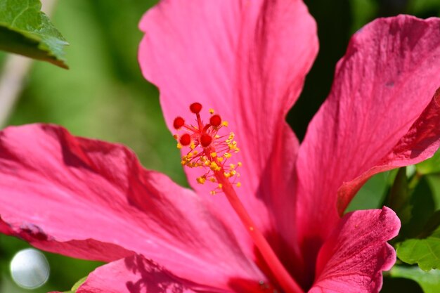 Photo close-up of fresh pink hibiscus blooming in garden