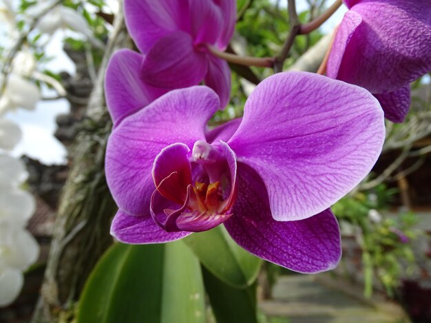 Close-up of fresh pink orchid blooming outdoors