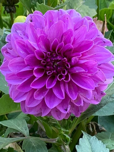 Close-up of fresh pink purple flower