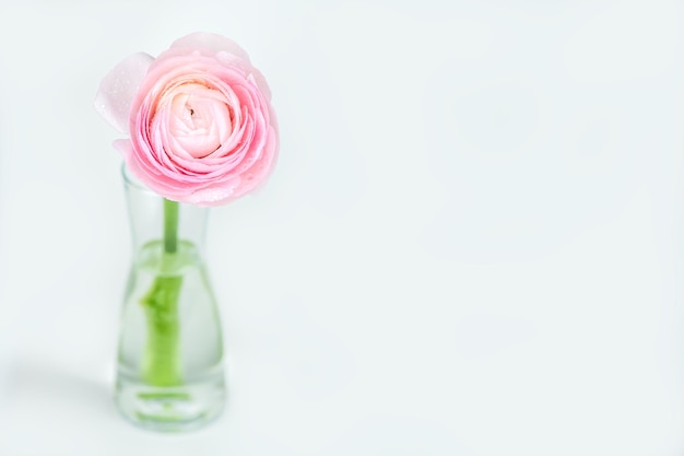 Close up of fresh pink rose flower with water drops. greeting card. copy space