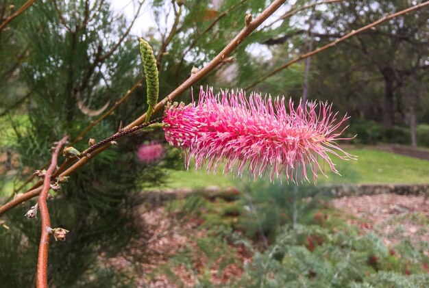 Photo close-up of fresh pink thistle flowers