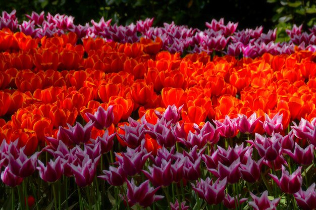 Close-up of fresh pink tulips in field