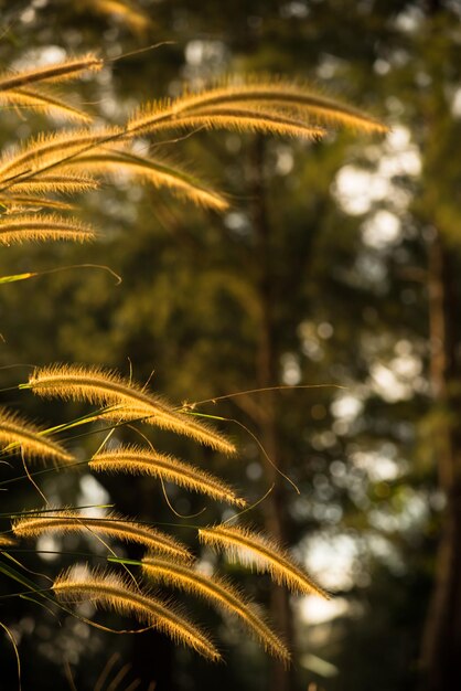 Close-up of fresh plant against trees