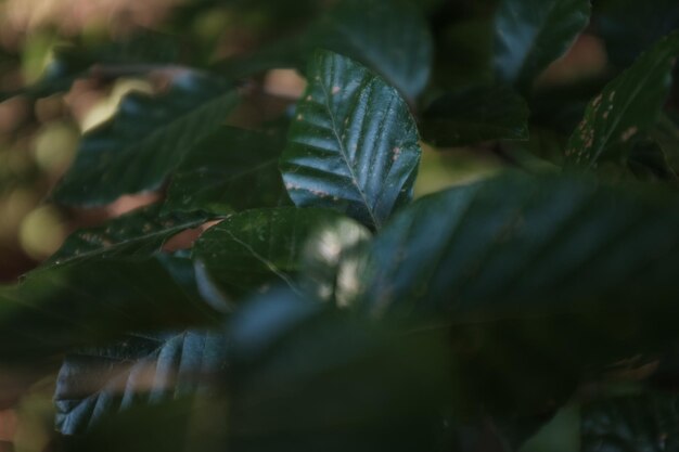 Close-up of fresh plant leaves