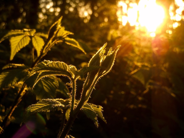 Photo close-up of fresh plant