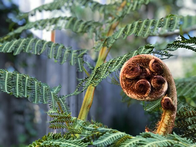 Photo close-up of fresh plant