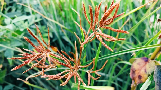 Photo close-up of fresh plant