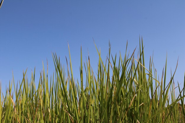 Close-up of fresh plants against clear blue sky