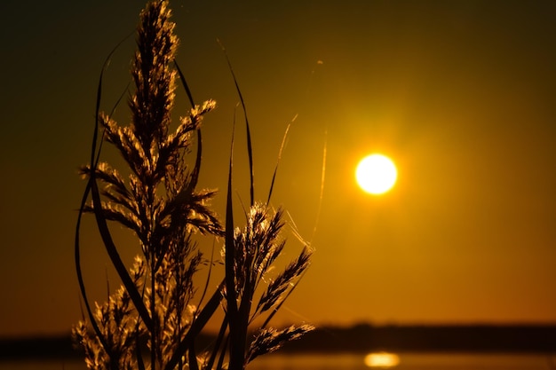 Photo close-up of fresh plants against sunset sky