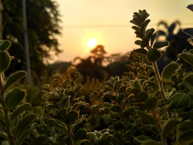 Photo close-up of fresh plants on field against sky during sunset