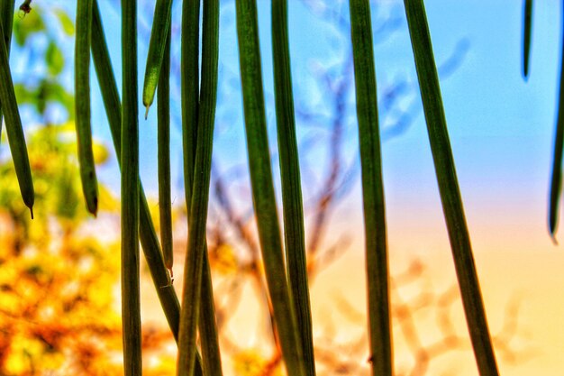 Close-up of fresh plants on field against sky