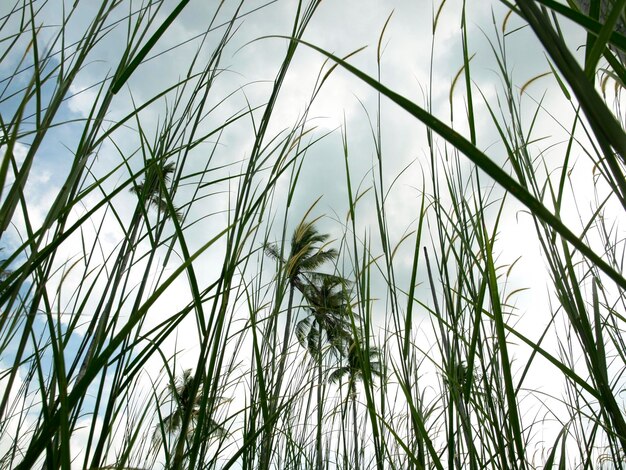 Photo close-up of fresh plants on field against sky