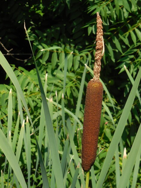 Close-up of fresh plants on field