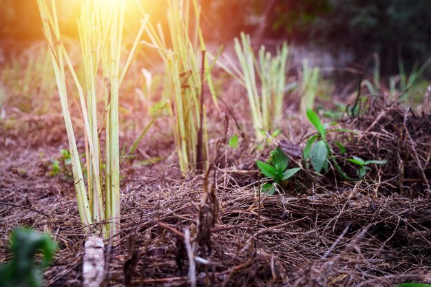 Photo close-up of fresh plants on field